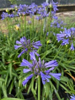 Agapanthus Blue