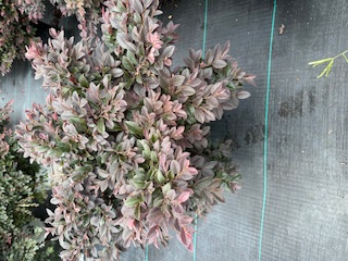 Loropetalum Purple Daydream