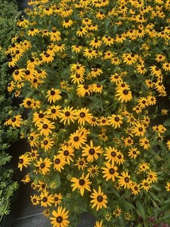 Rudbeckia